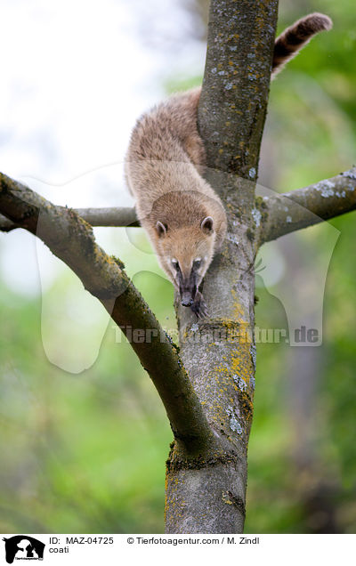 coati / MAZ-04725