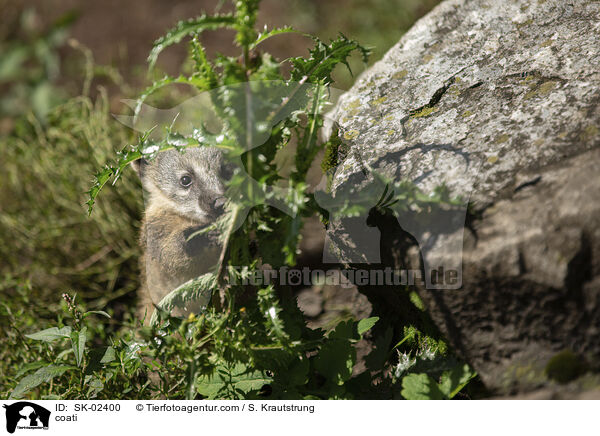 Nasenbr / coati / SK-02400