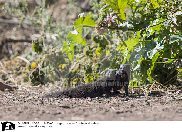 common dwarf mongooses / MBS-11265