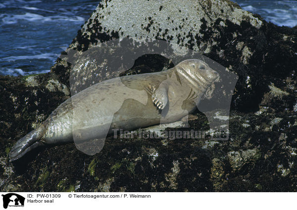 Seehund / Harbor seal / PW-01309