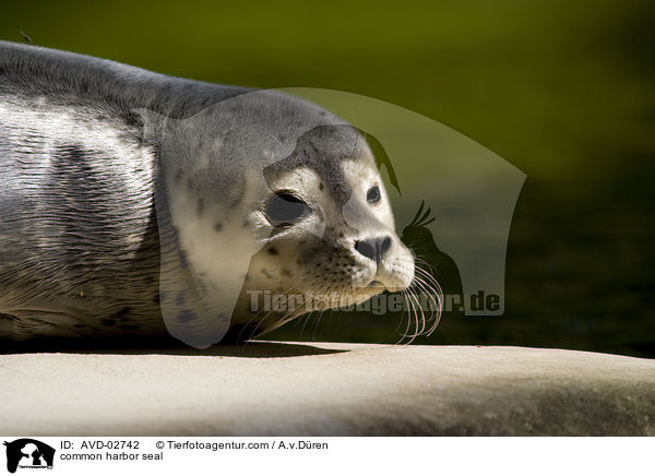 Seehund / common harbor seal / AVD-02742