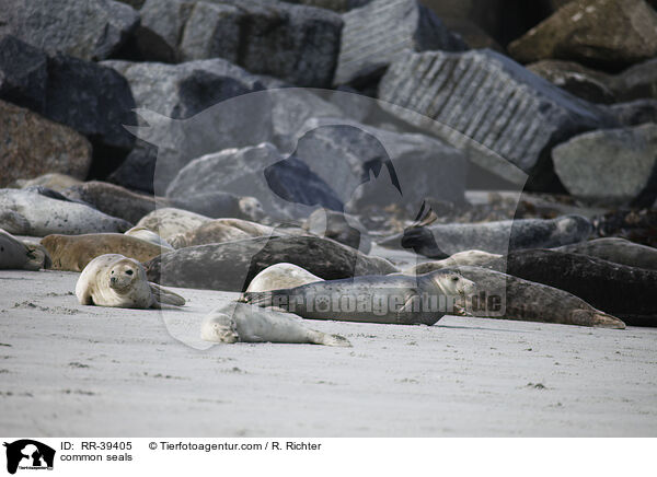 Seehunde / common seals / RR-39405