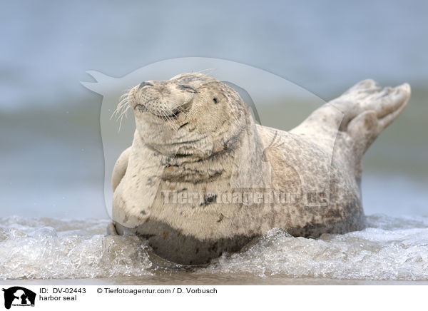 Seehund / harbor seal / DV-02443