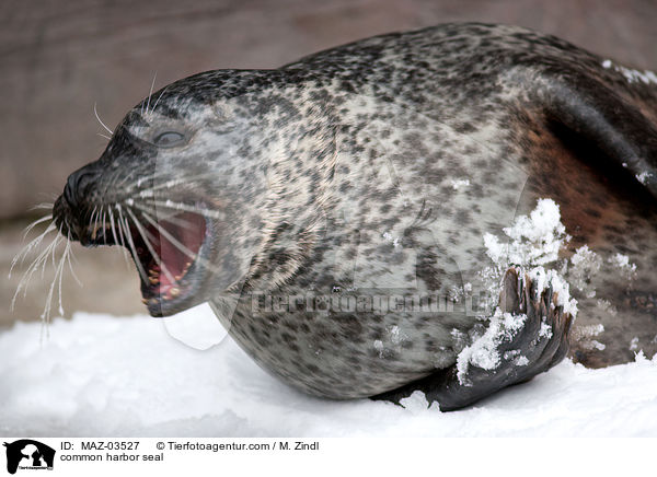 Seehund / common harbor seal / MAZ-03527