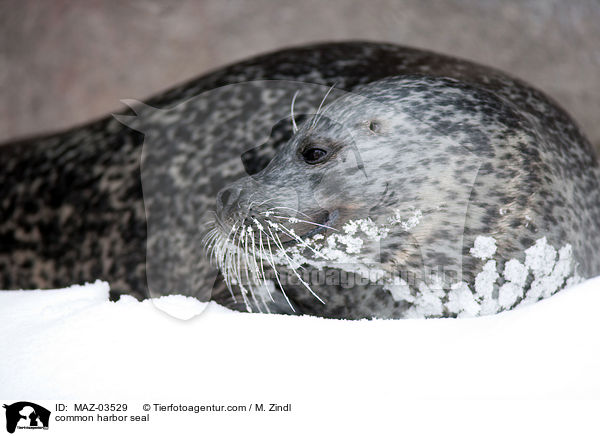 Seehund / common harbor seal / MAZ-03529