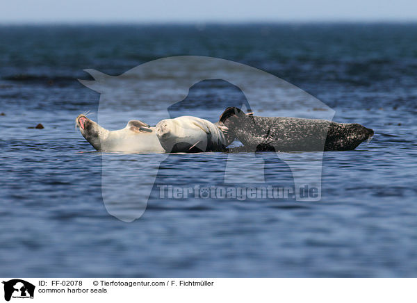 Seehunde / common harbor seals / FF-02078