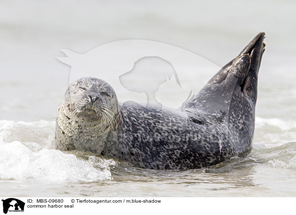 Seehund / common harbor seal / MBS-09680