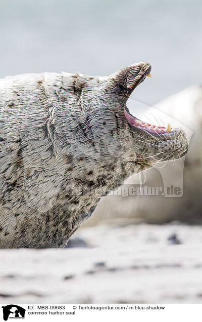 Seehund / common harbor seal / MBS-09683