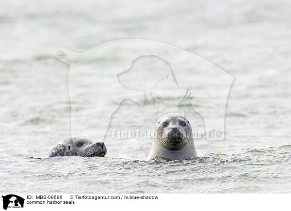Seehunde / common harbor seals / MBS-09696