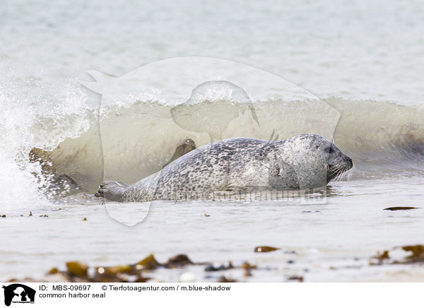 Seehund / common harbor seal / MBS-09697