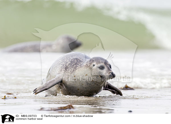 Seehund / common harbor seal / MBS-09703