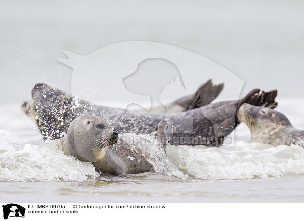 Seehunde / common harbor seals / MBS-09705