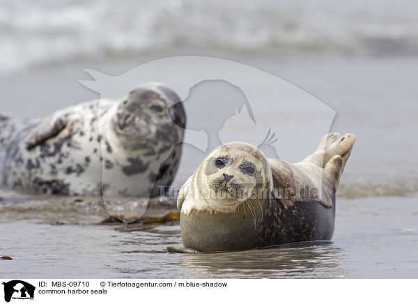 Seehunde / common harbor seals / MBS-09710