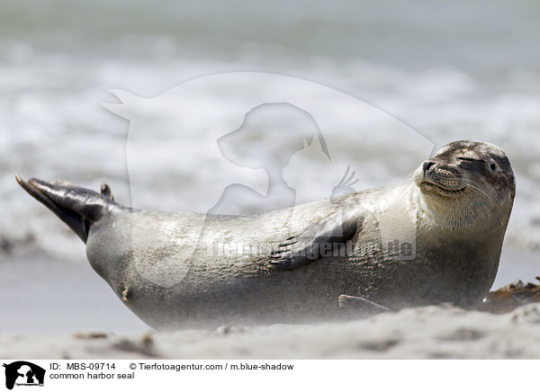 common harbor seal / MBS-09714