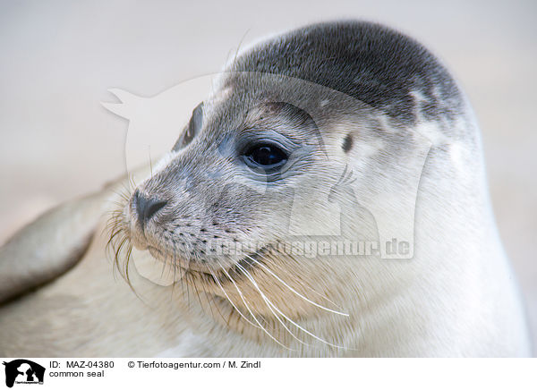 Seehund / common seal / MAZ-04380