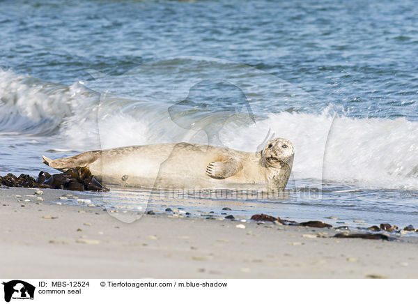 common seal / MBS-12524