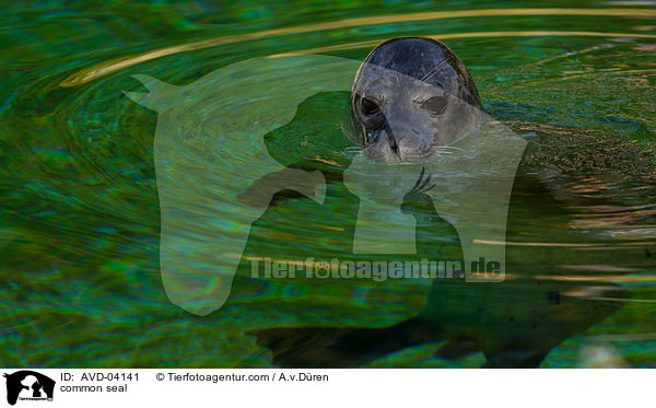 Seehund / common seal / AVD-04141