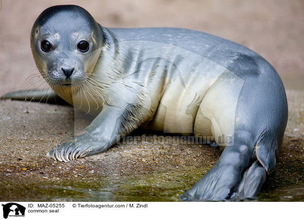 common seal / MAZ-05255