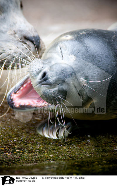 Seehunde / common seals / MAZ-05256