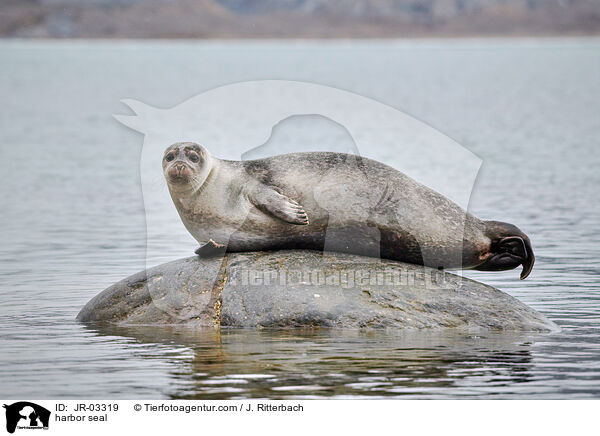 harbor seal / JR-03319