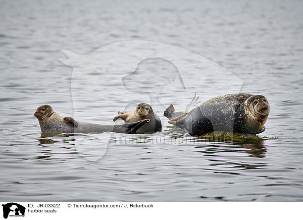 harbor seals / JR-03322