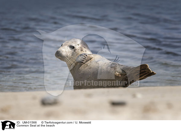 Common Seal at the beach / UM-01566