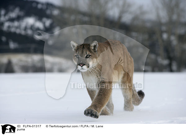 puma / FLPA-01317