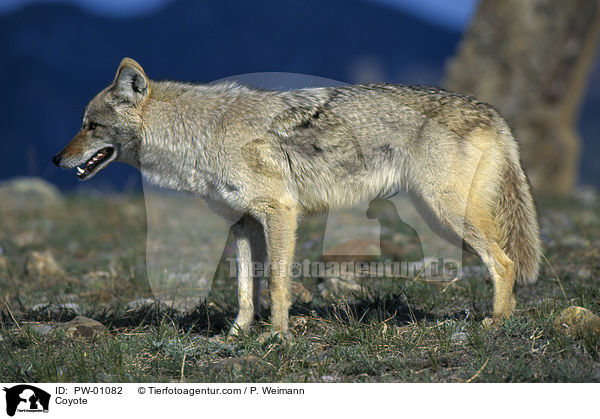 Coyote / PW-01082