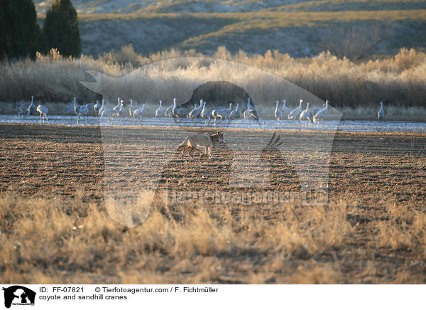 coyote and sandhill cranes / FF-07821
