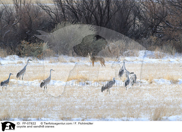 coyote and sandhill cranes / FF-07822