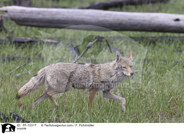 coyote / FF-13317