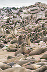 eared seals