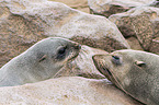 eared seals