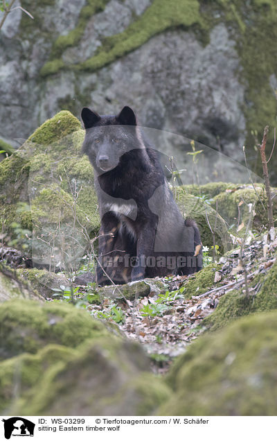 sitting Eastern timber wolf / WS-03299