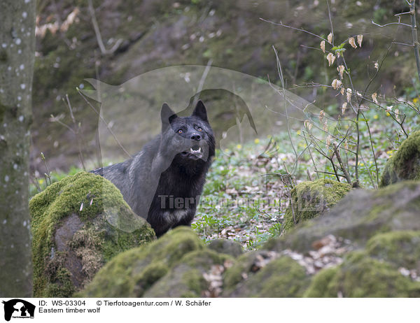 Timberwolf / Eastern timber wolf / WS-03304