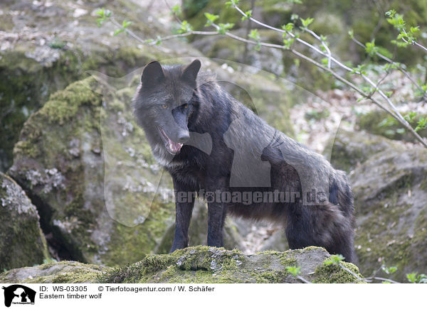 Eastern timber wolf / WS-03305