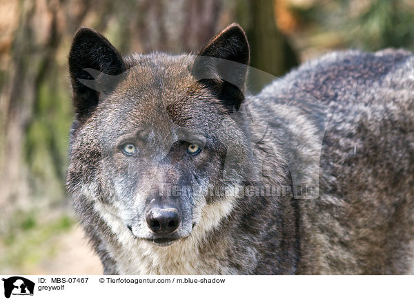 Timberwolf / greywolf / MBS-07467
