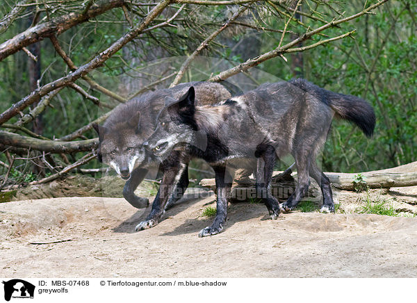 Timberwlfe / greywolfs / MBS-07468