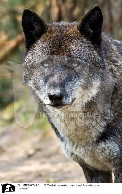 Timberwolf / greywolf / MBS-07475