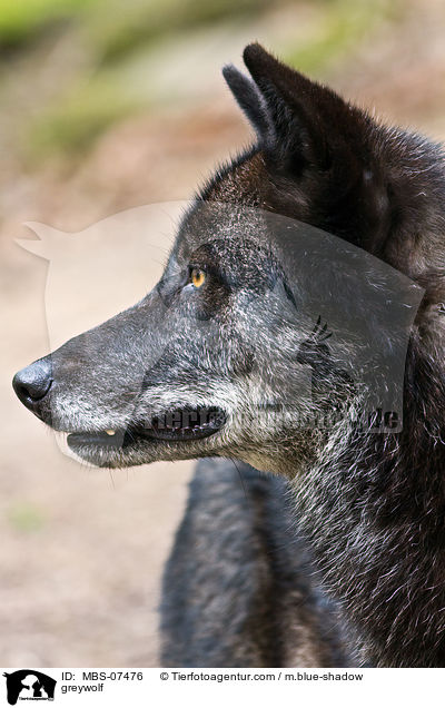 Timberwolf / greywolf / MBS-07476