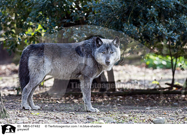 greywolf / MBS-07482
