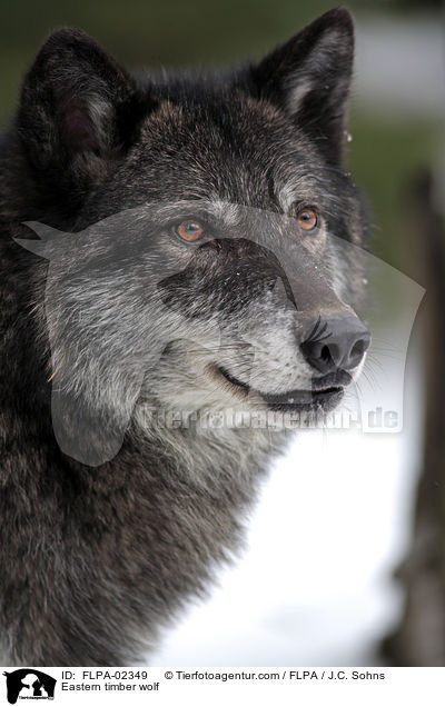 Eastern timber wolf / FLPA-02349