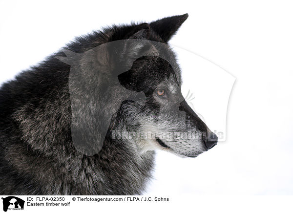 Timberwolf / Eastern timber wolf / FLPA-02350