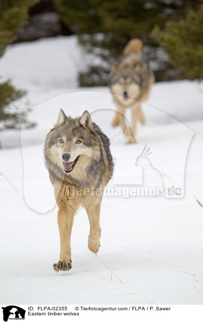 Timberwlfe / Eastern timber wolves / FLPA-02355