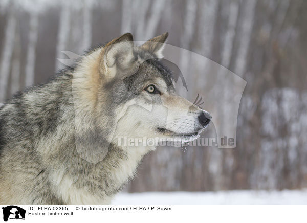Eastern timber wolf / FLPA-02365