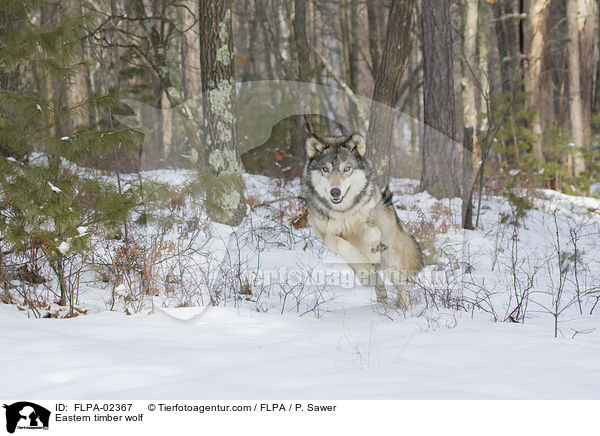 Timberwolf / Eastern timber wolf / FLPA-02367