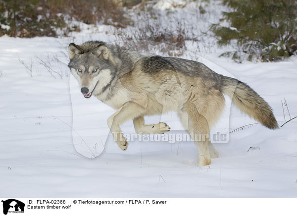 Eastern timber wolf / FLPA-02368