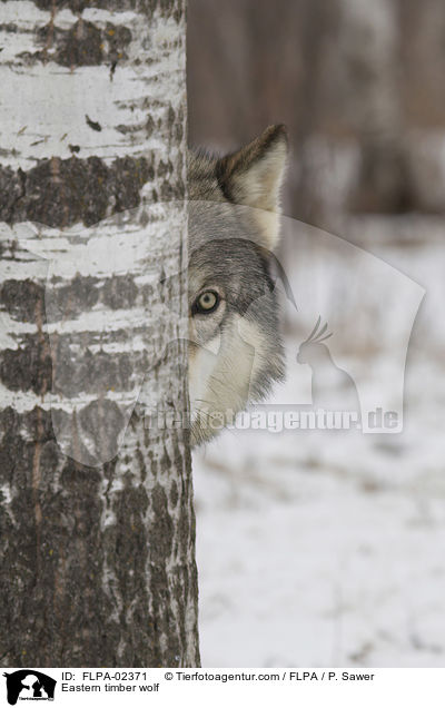 Eastern timber wolf / FLPA-02371