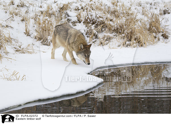 Timberwolf / Eastern timber wolf / FLPA-02372