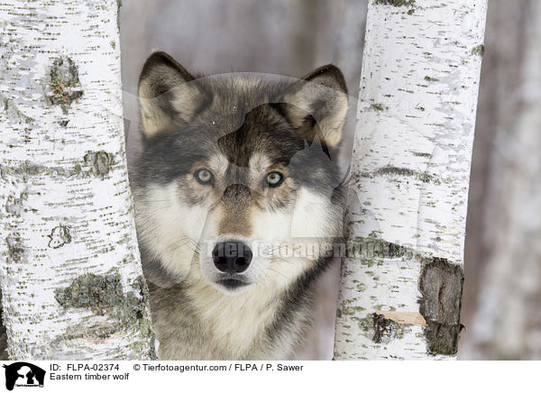 Eastern timber wolf / FLPA-02374